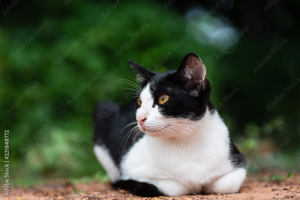 Side view of white and black cat sitting on the ground in the garden
