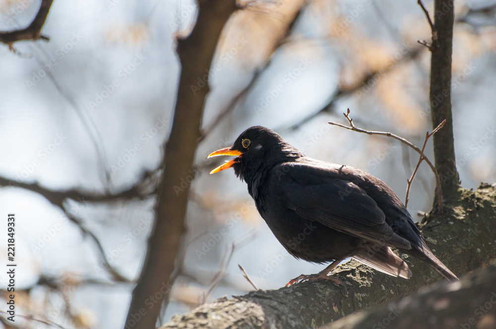 Blackbird perching on tree's branch singing song Blackbird perching on tree's branch singing song