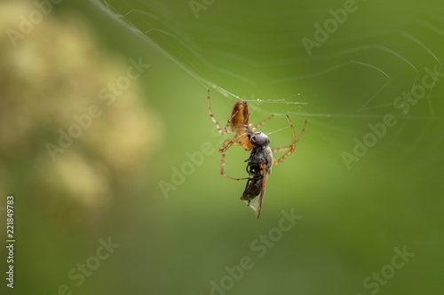 A spider in the net with the prey