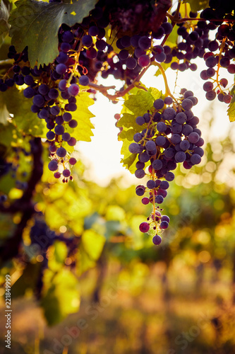 Konstfotografi The sun shines through a grapevine with blue grapes