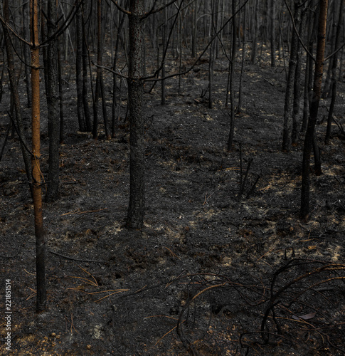 Black Forest, detailed young trees burned by fire.