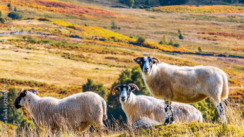 Sheep in a field near Balmore, Scotland