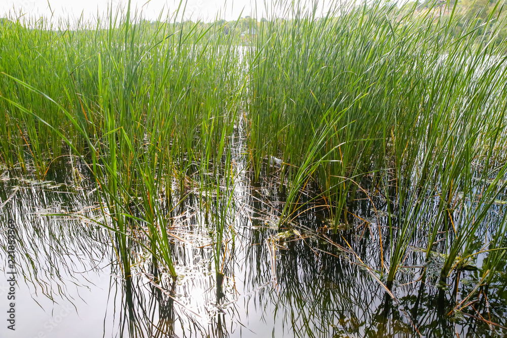 Obraz premium Grasses along the shore of a lake in Stockholm Sweden