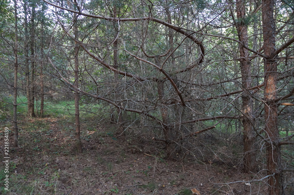 Obraz premium Lake September Wild Forest