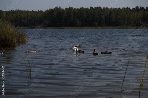 Lake September Swans 1