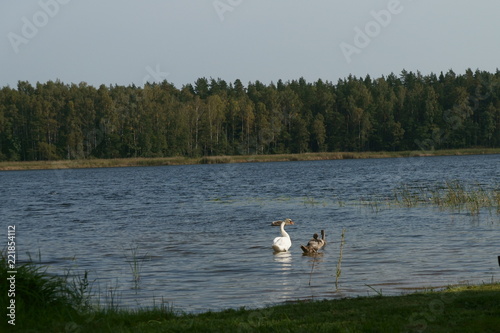 Lake September Swans 3 © Sergey