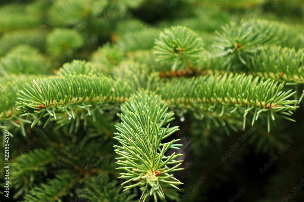 Green fir branches. Green fir branches.