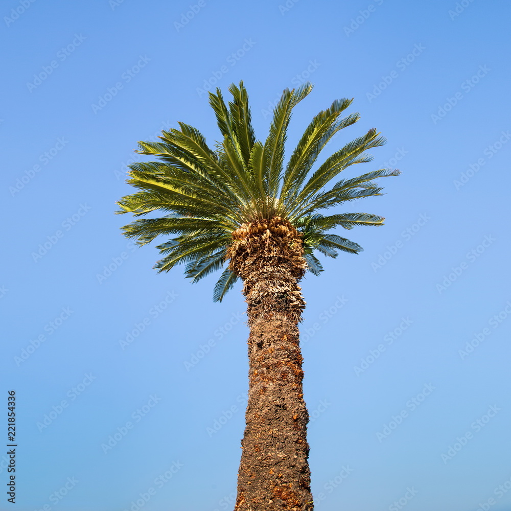 Obraz premium palm tree on blue sky background