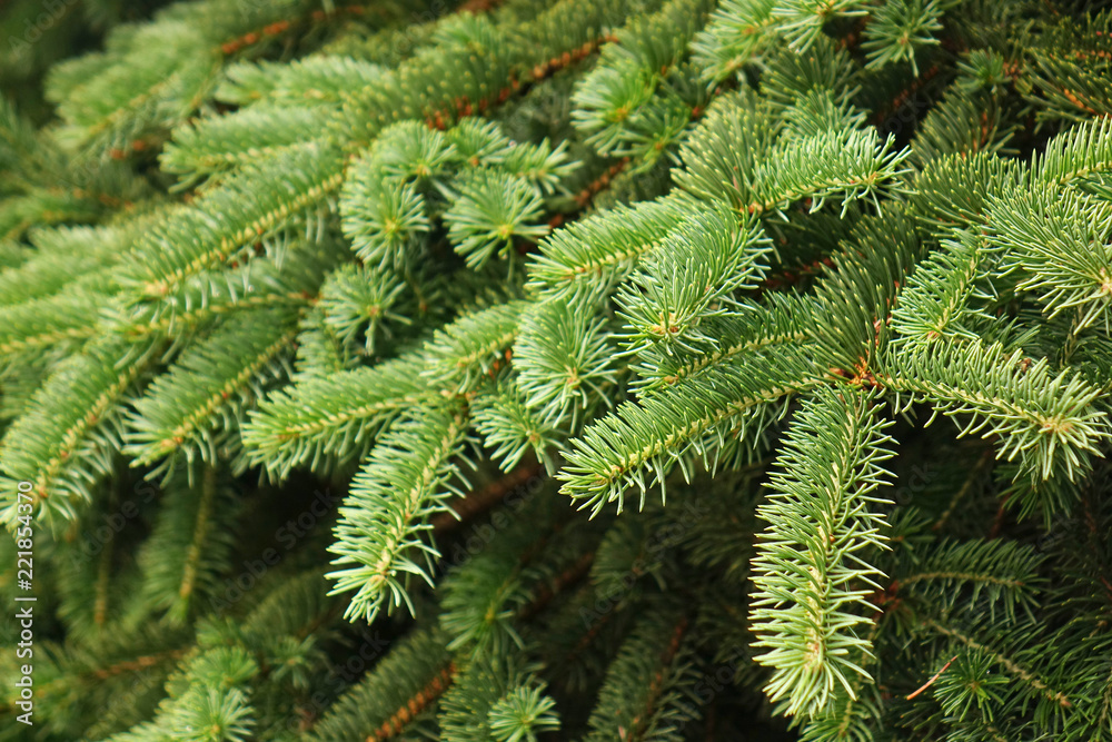 Green fir branches.