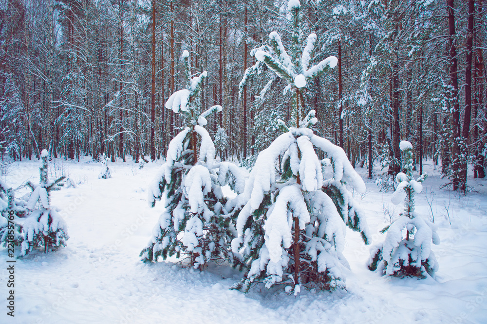 Frozen winter forest with snow covered trees. Frozen winter forest with snow covered trees.