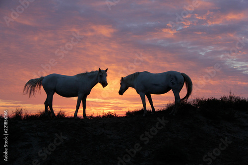 chevaux et lever du soleil © helenedevun