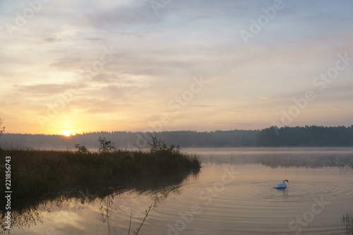 Sunrise on lake, swan 16