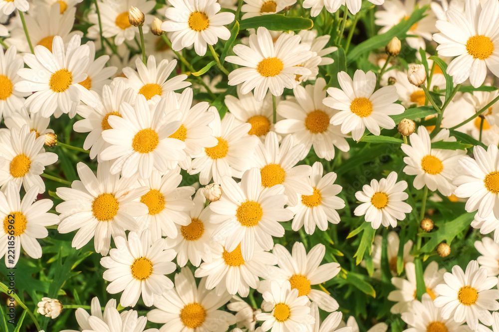 Nice chamomile flowers in the garden. Nice chamomile flowers in the garden.