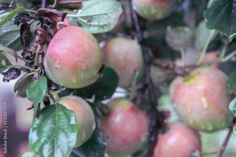 Apples hang on a branch Mature in the morning dew Apples hang on a branch Mature in the morning dew