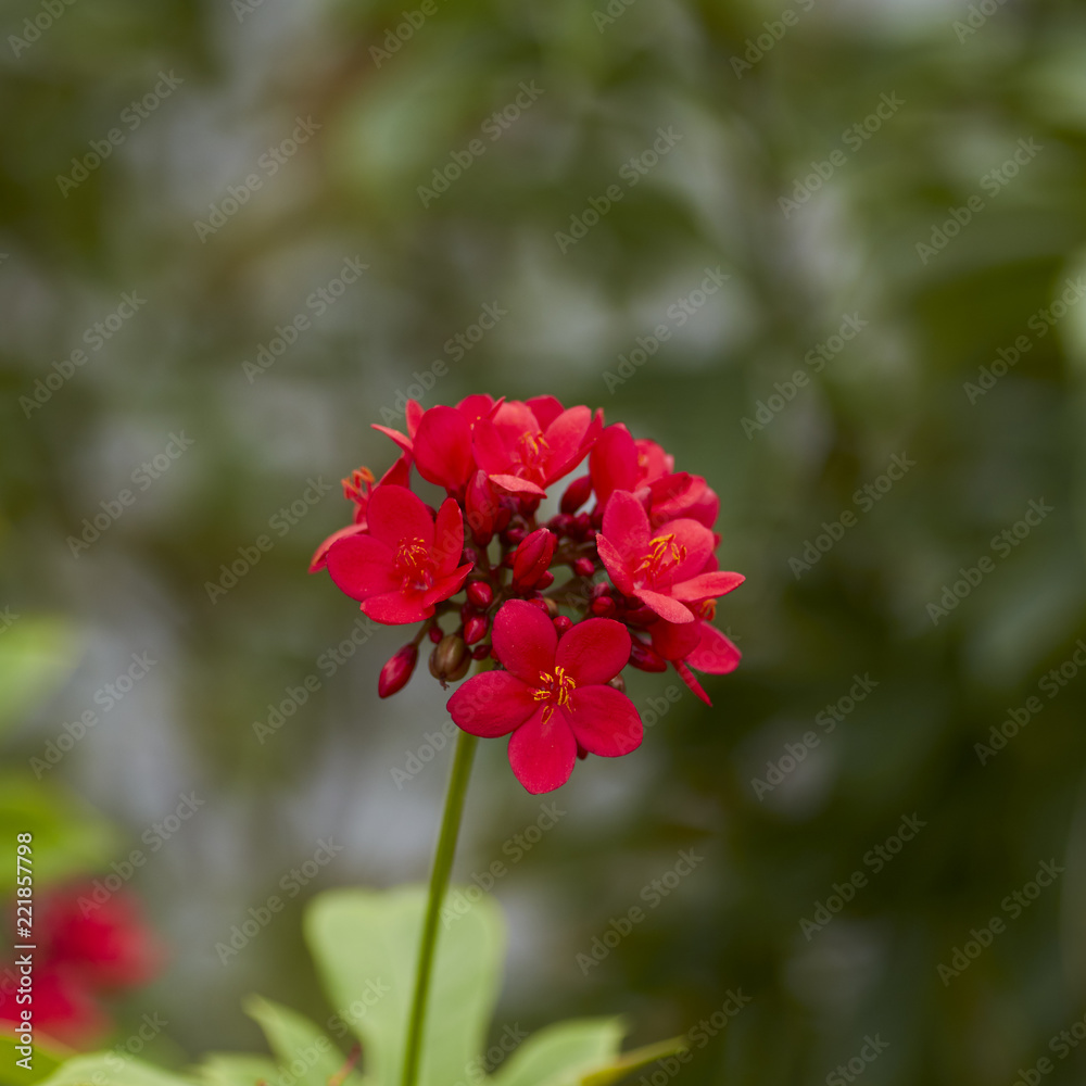 red flowers in the outdoor garden