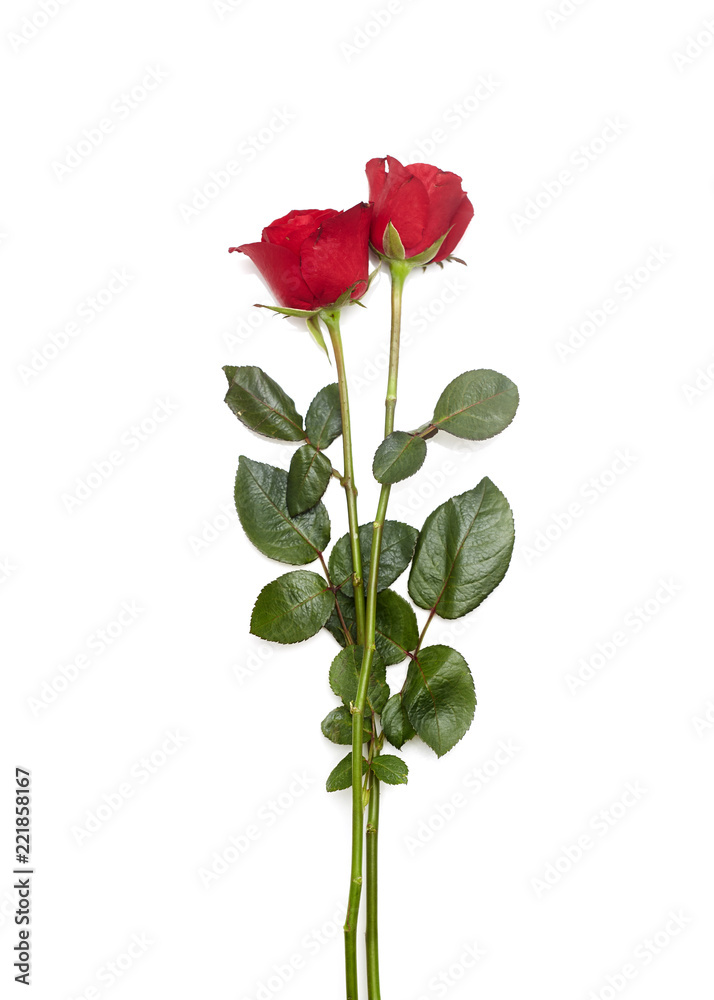 Obraz premium Two red rose on white background