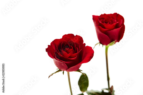 Two red rose on white background