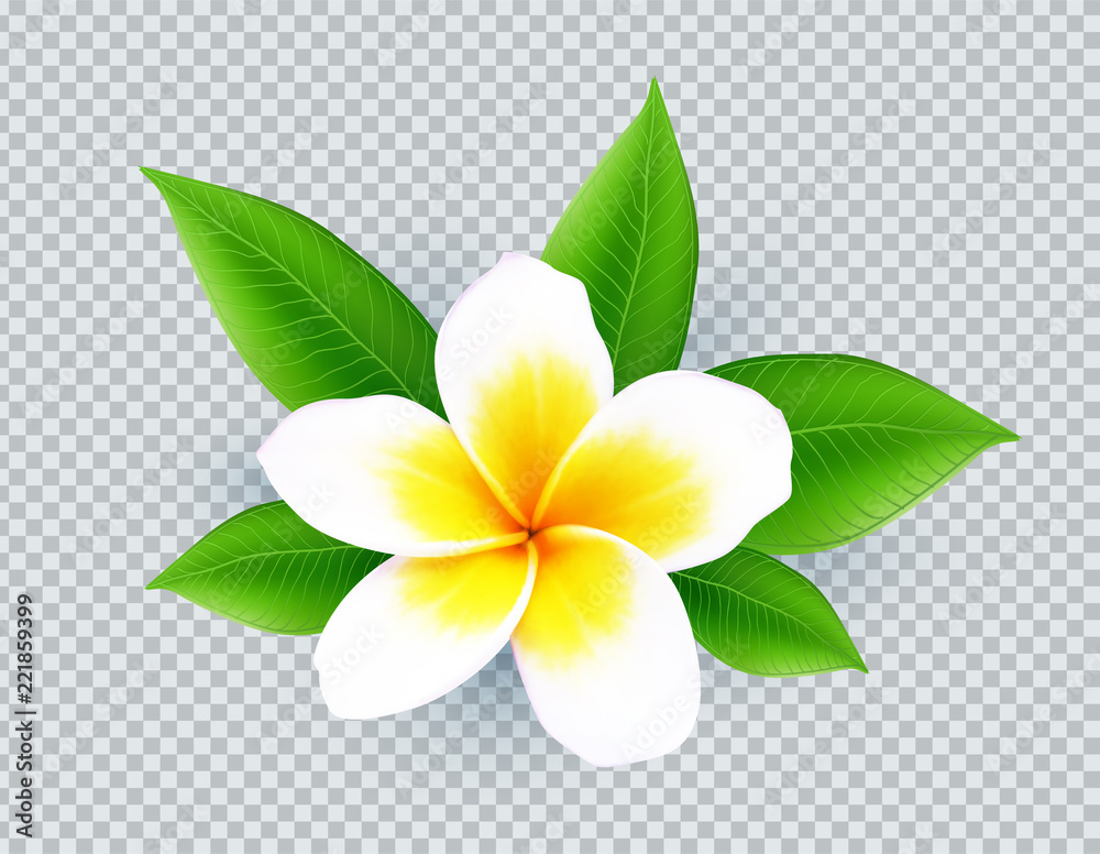 Realistic vector white frangipani flower isolated on transparent grid ...