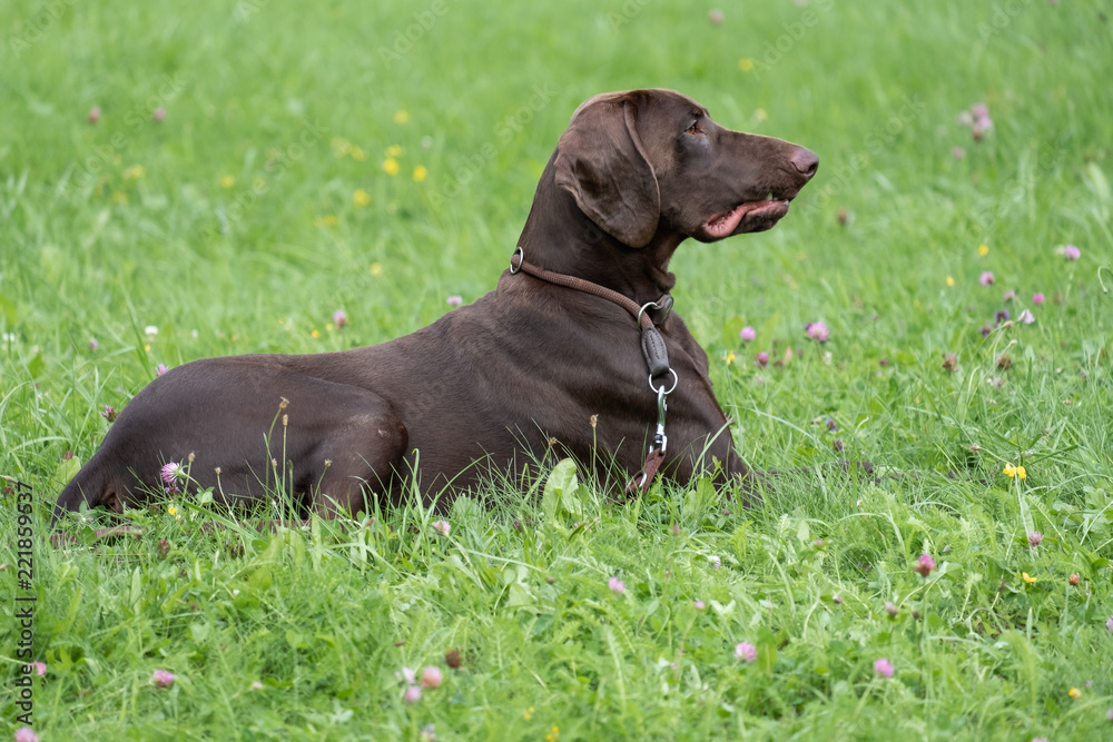 Brown Deutsche Dogge Lying Down Brown Deutsche Dogge Lying Down