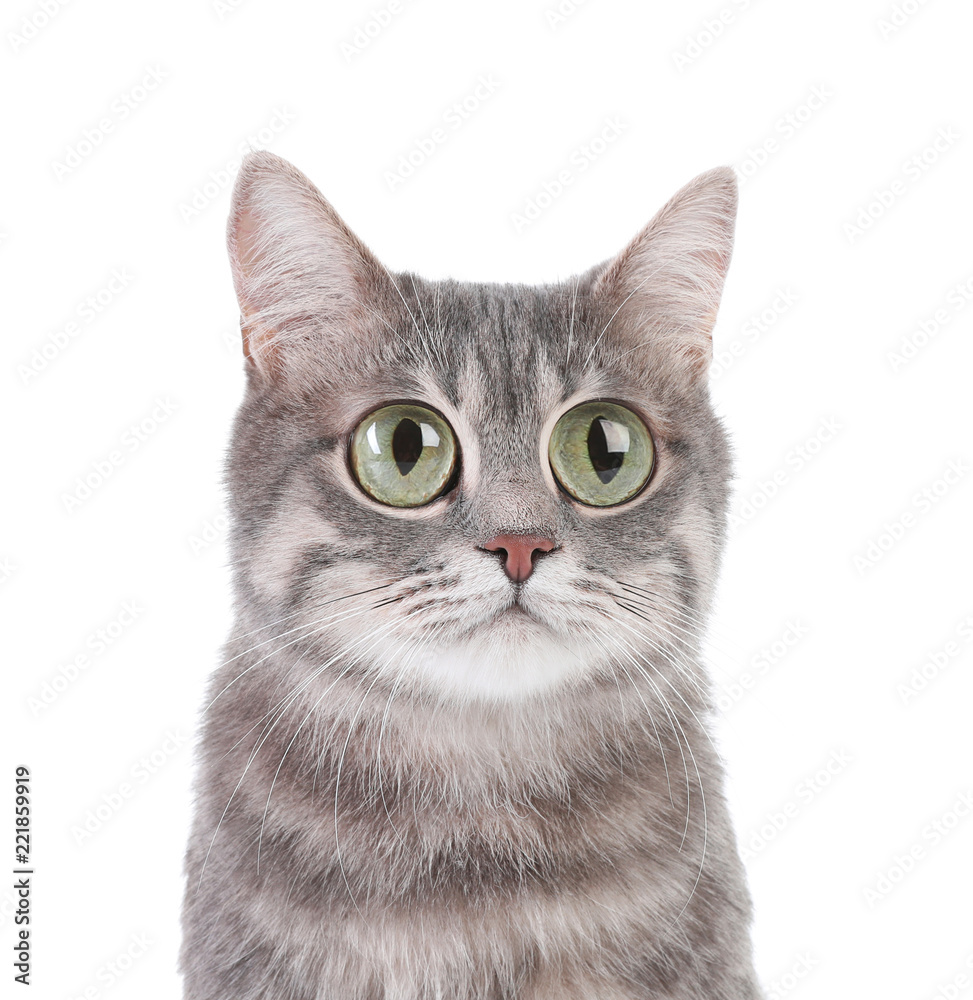 Obraz premium Funny cat with big eyes on white background. Cute pet