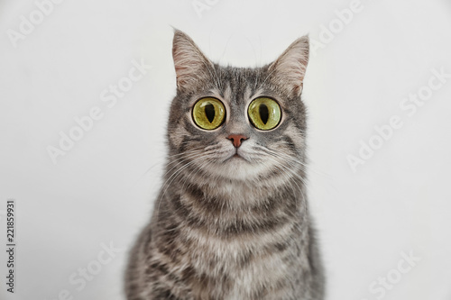 Adorable grey tabby cat on light background