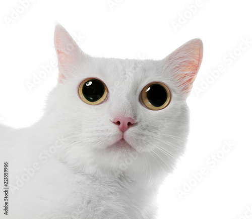 Funny cat with big eyes on white background. Cute pet