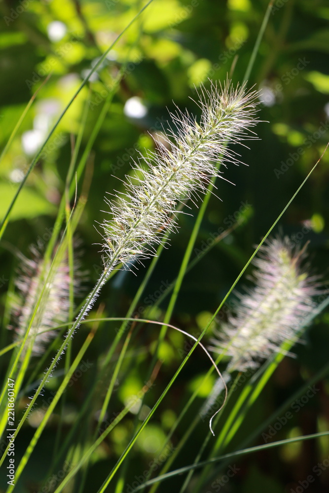 fountain grass Pennisetum aloprcuroides Hameln fountain grass Pennisetum aloprcuroides Hameln