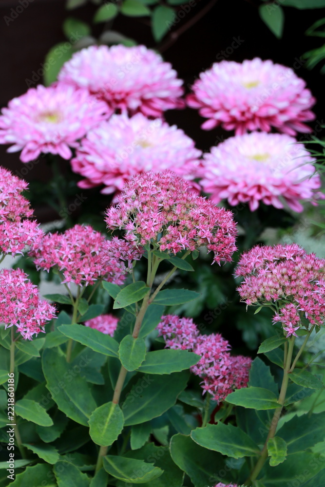 Fototapeta premium Sedum spectabile Rosenteller and Chrysanthemum in pink