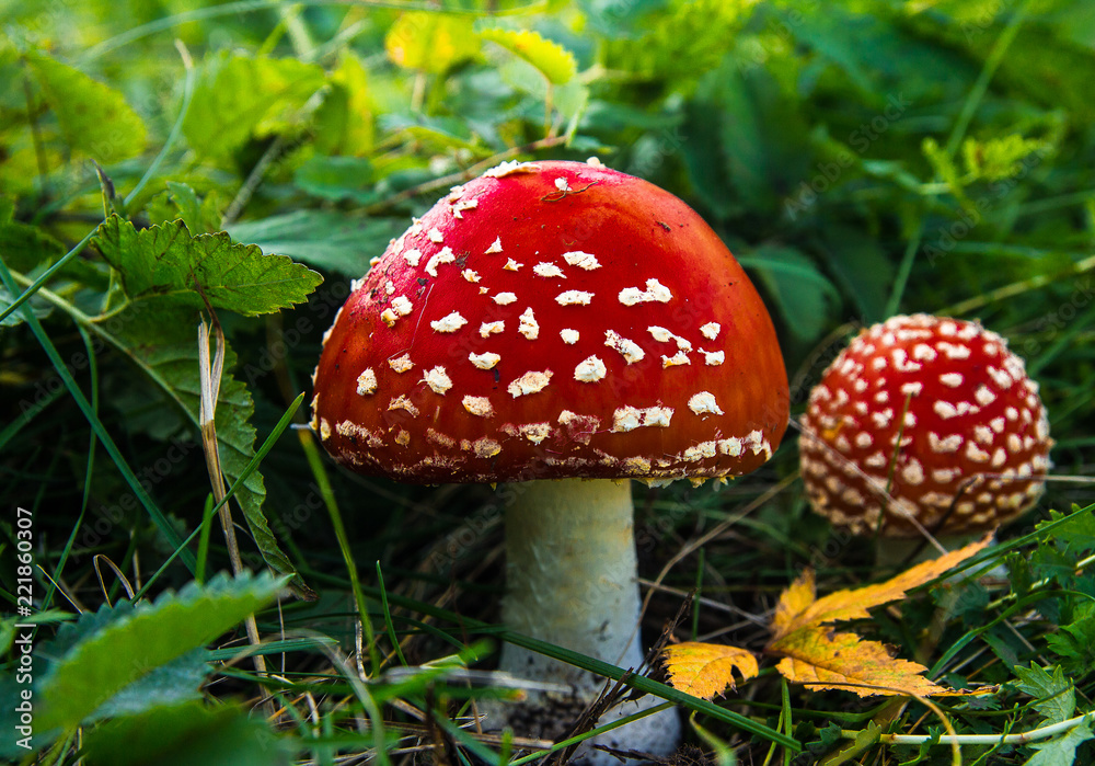 Obraz premium Amanita in dense grass