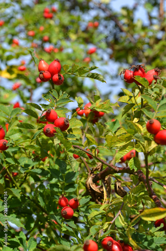 Obraz premium Hagebutten