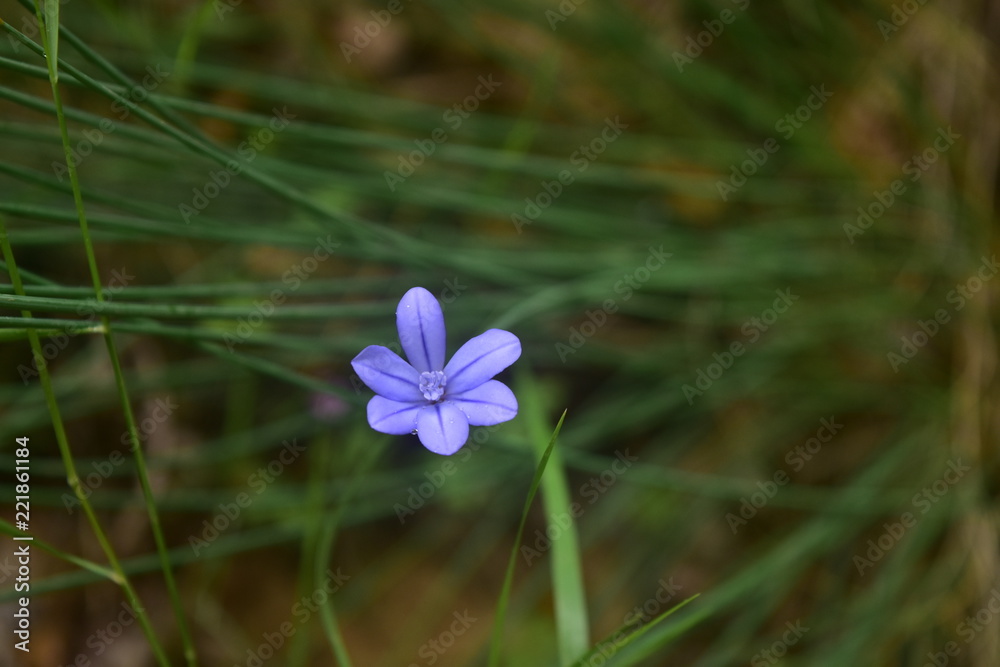 violet flower violet flower