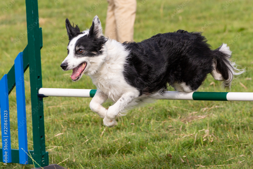 Agility show held at the Usk Show Ground on 21st and 22nd July 2018. Saturday competition held in overcast and some sunny conditions - Sunday held with sunny conditions.