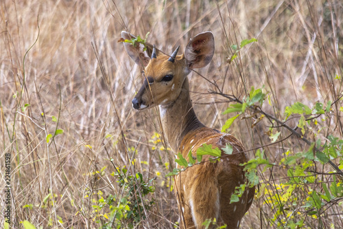 View of a imbabala or Cape bushbuck, Angola photo