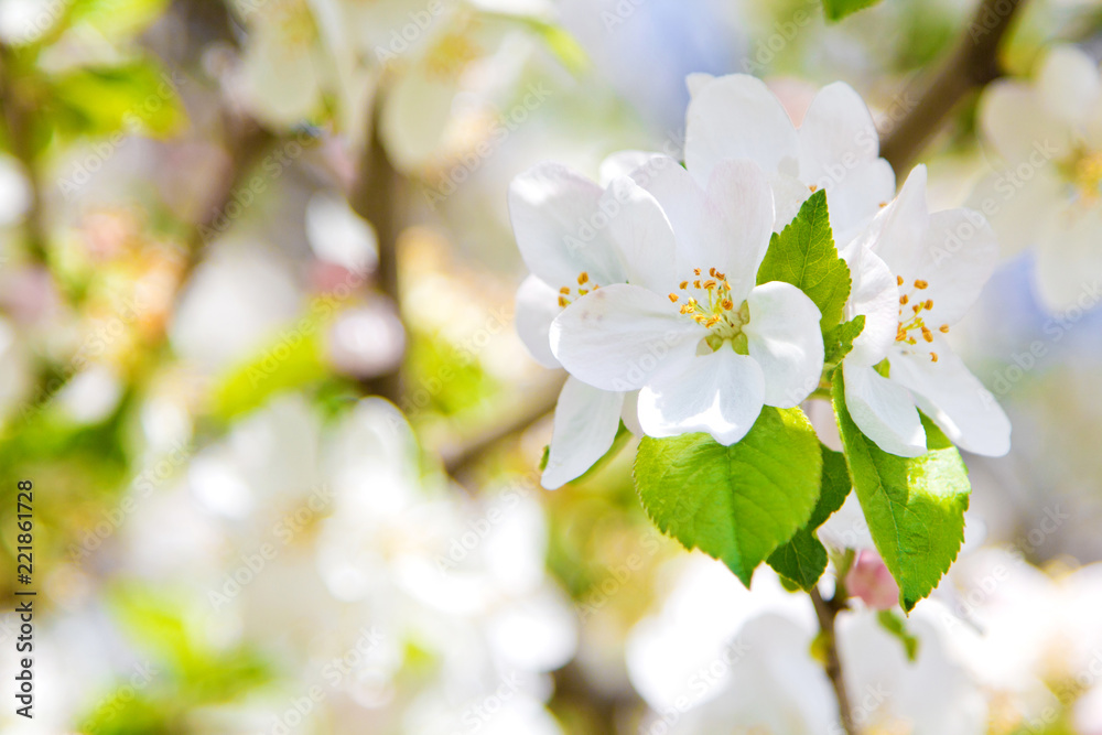 Obraz premium beautiful spring flowers, white apple blossoms in garden outdor, green background