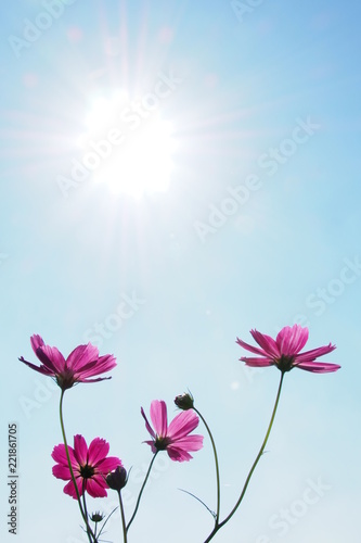 Fototapeta Naklejka Na Ścianę i Meble -  秋桜, Cosmos Flowers and Sunshine