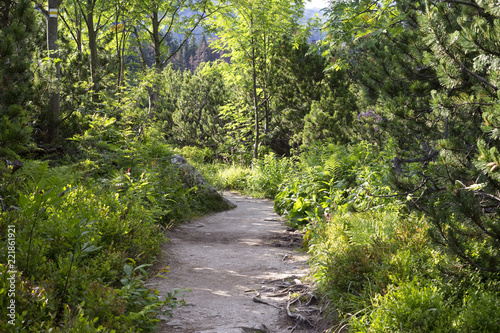Path in beautiful nature of Tatra mountain, Slovakia.
