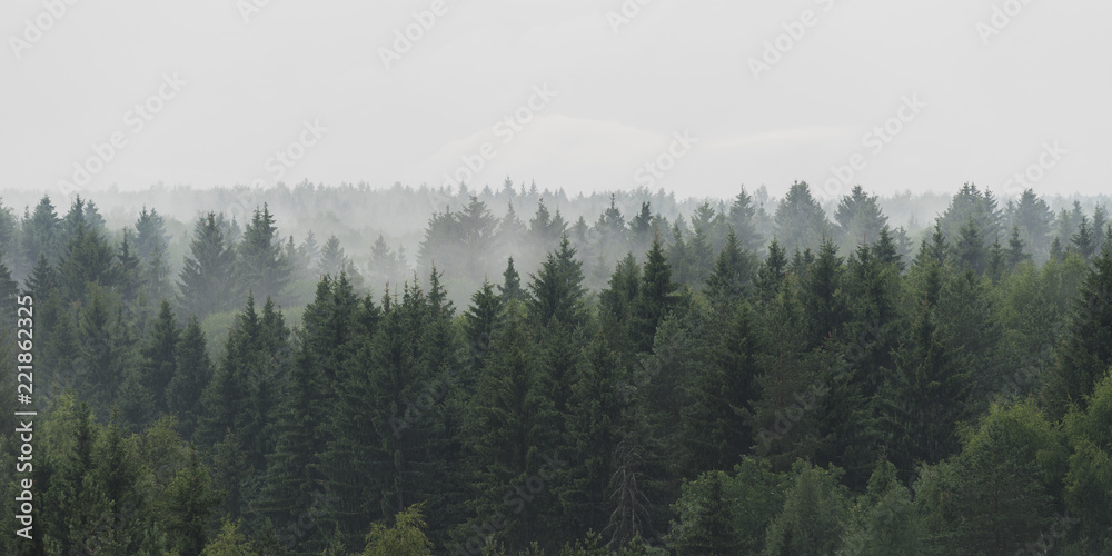 Naklejka premium Panoramiczny widok krajobraz świerkowy las we mgle w deszczową pogodę