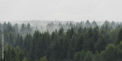 Fotografiet Panoramic landscape view of spruce forest in the fog in the rainy weather