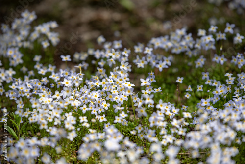 コモン・ブルーエッツの花 © pikumin