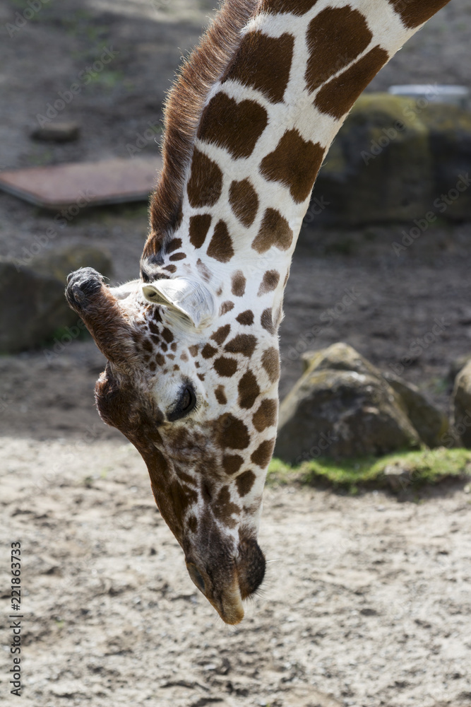 Obraz premium A Reticulated Giraffe Bending Down