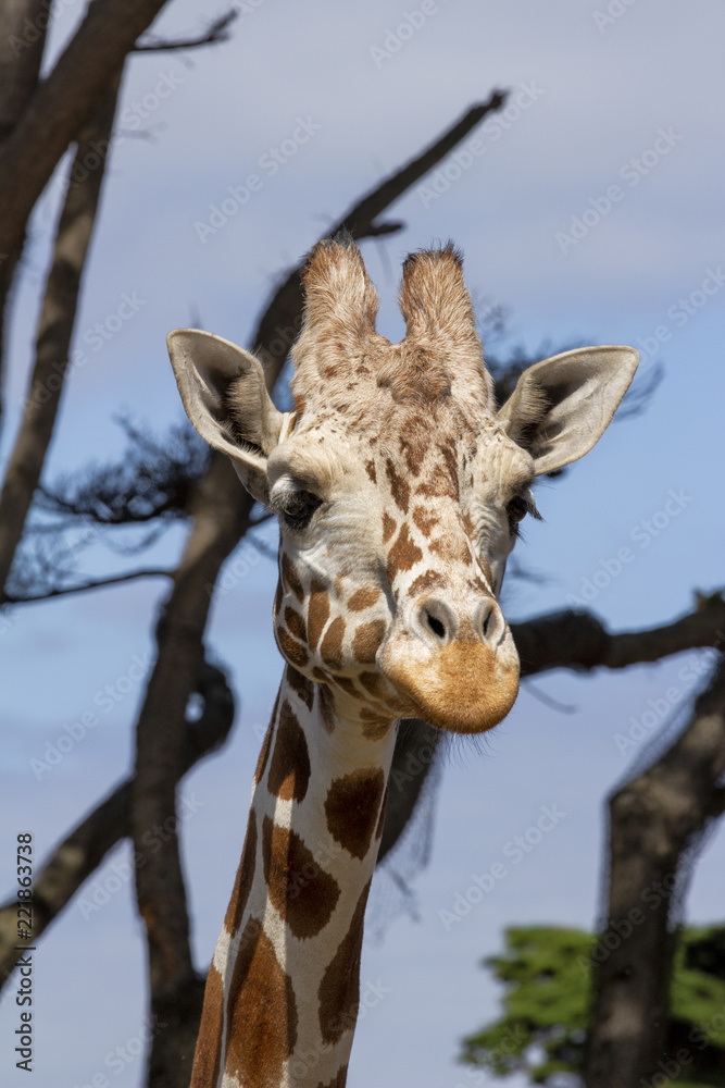 Fototapeta premium Portrait of a Reticulated Giraffe