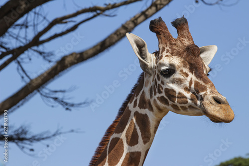 Portrait of a Reticulated Giraffe © SawBear Photography