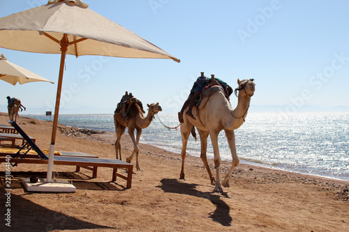 camels walk along the beach