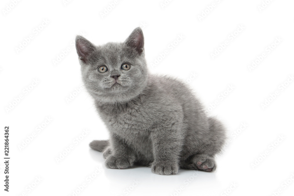 Cat. Small british kitten on white background Cat. Small british kitten on white background