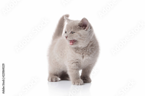 Cat. Small british kitten on white background