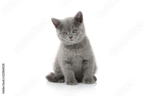 Fototapeta Naklejka Na Ścianę i Meble -  Cat. Small british kitten on white background