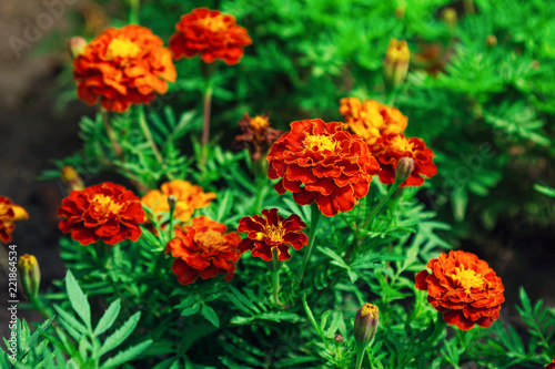 Fototapeta Naklejka Na Ścianę i Meble -  Beautiful bright orange Tagetes patula or French marigold flowers growing in the garden. Summer nature in bloom.