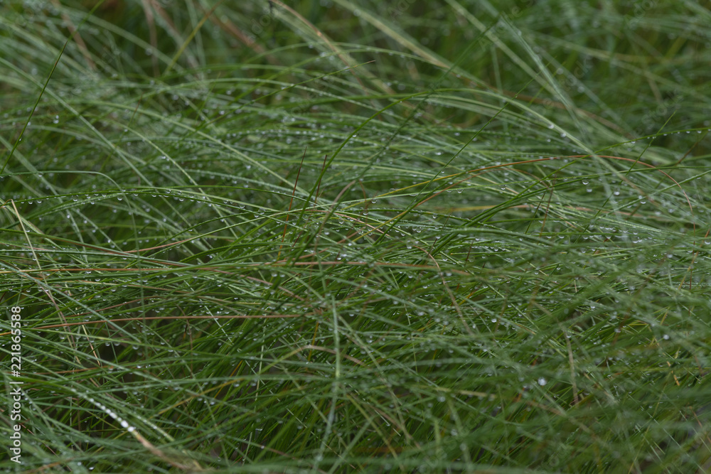 Grass and rain drops Grass and rain drops