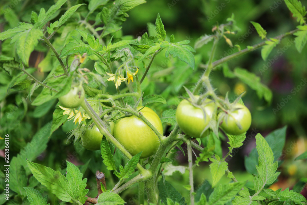 Fototapeta premium Agriculture concept. Green tomatoes grows in a garden outdoor