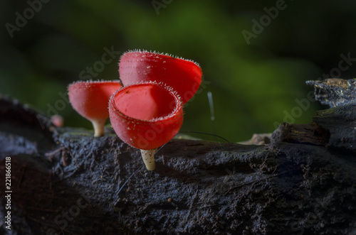 Red champagne mushroom champagne is based on branches with a blurred background.